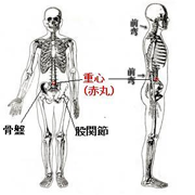 体の重心ってどこにあるの?