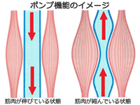 ふくらはぎの筋肉(ポンプ機能イメージ)