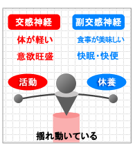 交感神経/副交感神経